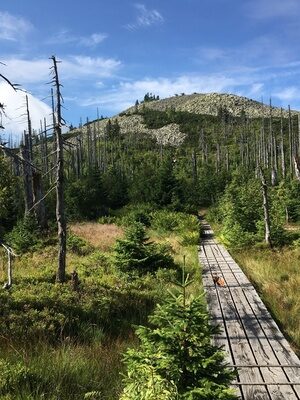 Weg zum Bayerischen Berg Lusen im Bayerischen Wald mit beeindruckender grüner Natur